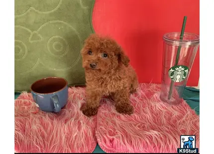 a maltipoo dog sitting next to a cup